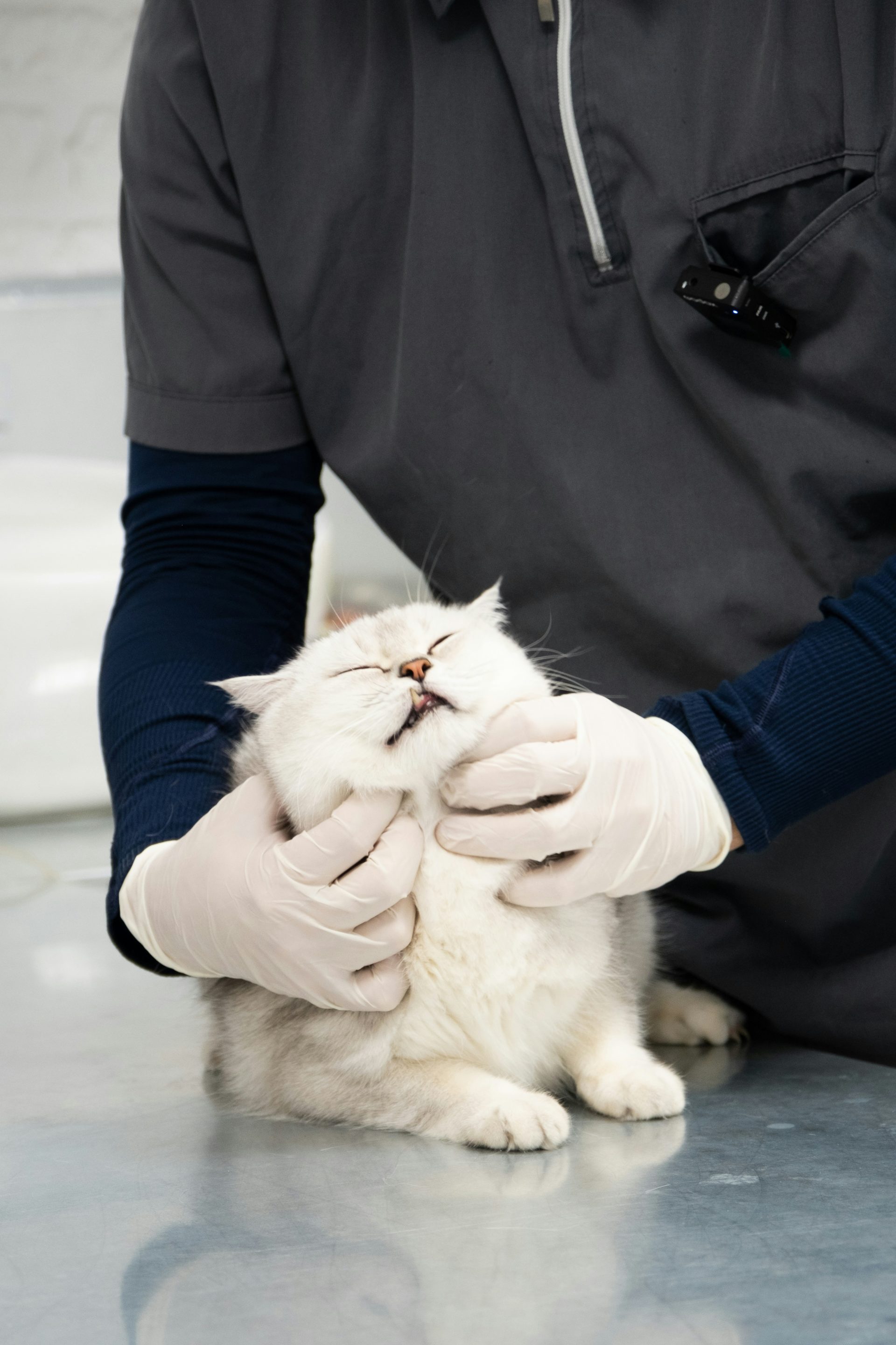 Un hombre con camisa negra acaricia a un gato blanco.